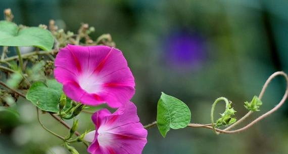 牵牛花的花语是什么？牵牛花有哪些寓意？