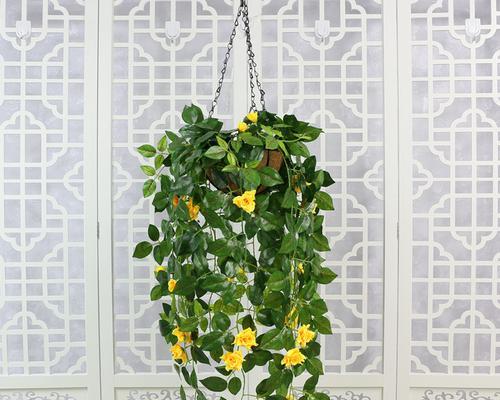 灯笼吊兰的花语是什么？灯笼吊兰有哪些寓意？