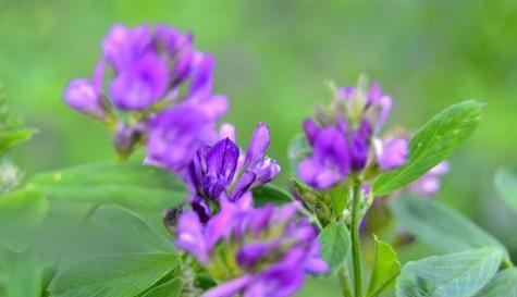 代表新生的花是什么？新生的花语是什么？