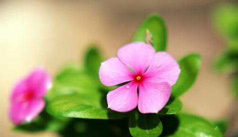 代表新生的花是什么？新生的花语是什么？