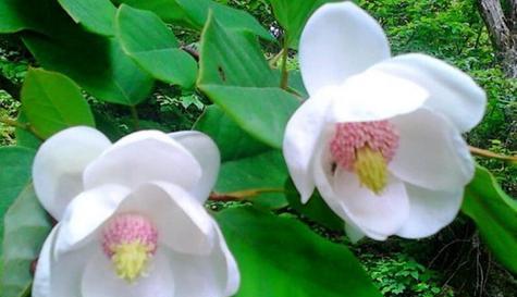代表温暖善良的花是什么？温暖善良的花语是什么？