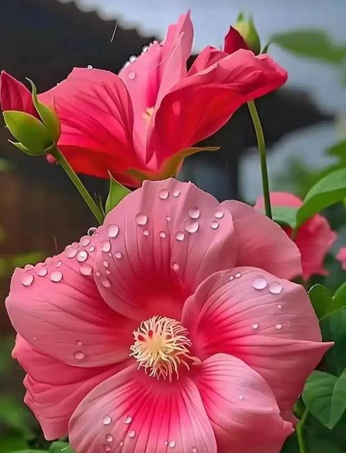 代表温暖善良的花是什么？温暖善良的花语是什么？