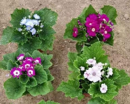 瓜叶菊的花语是什么？瓜叶菊有哪些寓意？