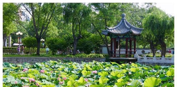 代表禁忌的爱的花是什么？禁忌的爱的花语是什么？