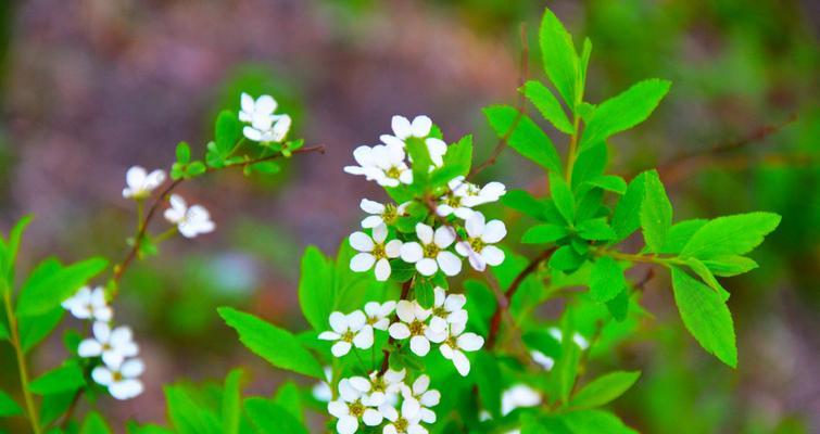珍珠绣线菊的花语是什么？珍珠绣线菊有哪些寓意？