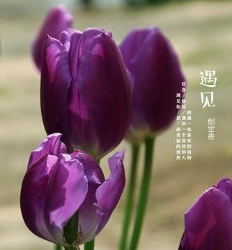 郁金香代表什么？郁金香的花语是什么？