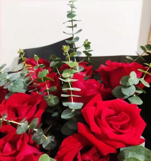 黑红玫瑰的花语是什么？黑红玫瑰有哪些寓意？