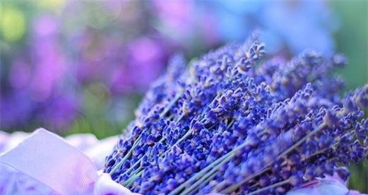不同颜色薰衣草的花语是什么？薰衣草各种颜色代表什么？