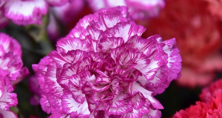 代表“等你”的花是什么？等你的花语是什么？