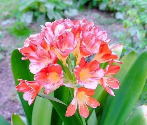 哪些花象征着友谊？友谊的花语是什么？