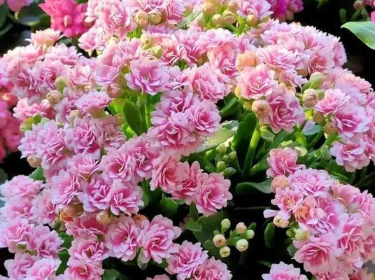 哪些花象征着友谊？友谊的花语是什么？