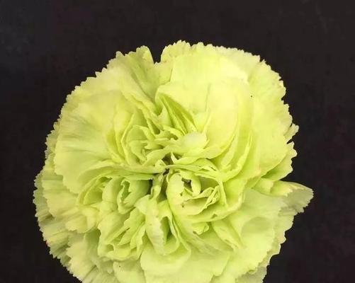 黄色康乃馨代表什么？黄色康乃馨的花语是什么？