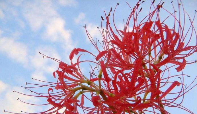 代表轮回的花是什么？轮回的花语是什么？
