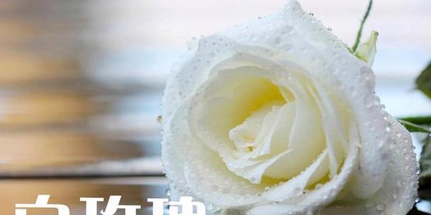 代表“请爱我吧”的花是什么？请爱我的花语是什么？
