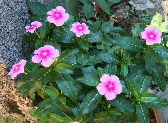长春花的花语是什么？长春花有哪些寓意？