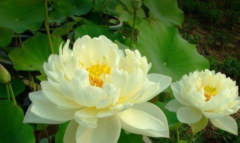 莲花的象征意义是什么？莲花有哪些寓意？