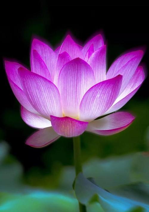 莲花的象征意义是什么？莲花有哪些寓意？