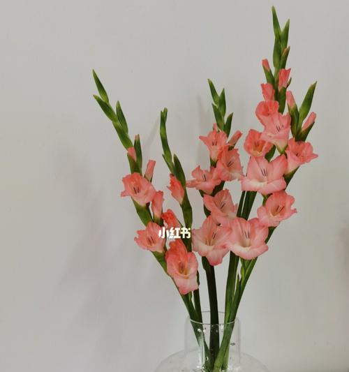 剑兰的花语是什么？剑兰有哪些寓意？