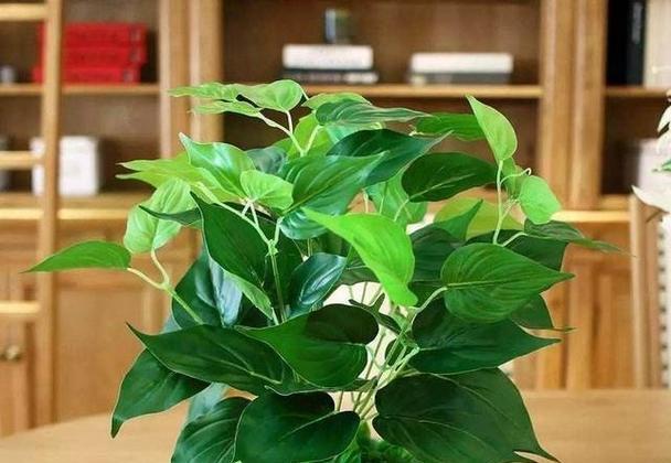 代表早日康复的花是什么？早日康复的花语是什么？