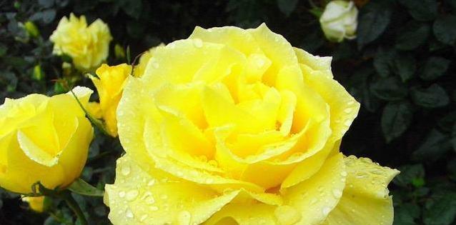 月季花的花语是什么？月季花有哪些象征意义？