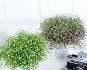 满天星的寓意是什么？满天星有哪些象征意义？