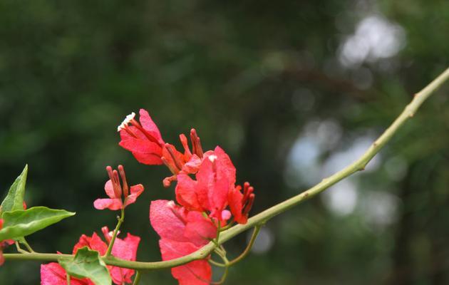 三角梅的花语是什么？三角梅有哪些传说？