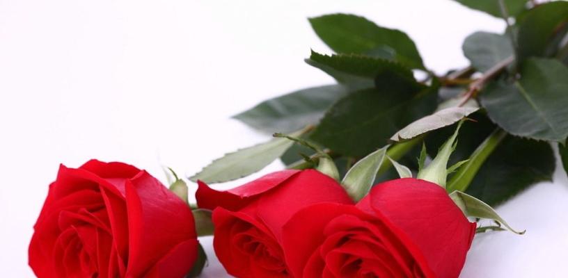39朵玫瑰代表什么？39朵玫瑰的花语是什么？