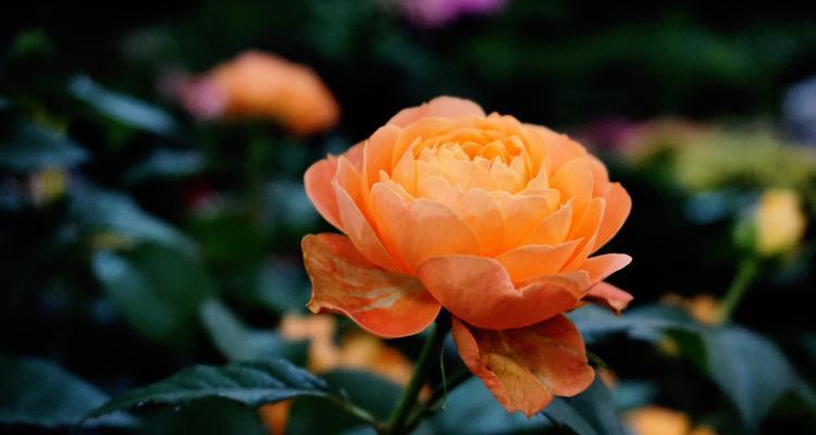 白色月季的花语是什么？白色月季代表什么含义？