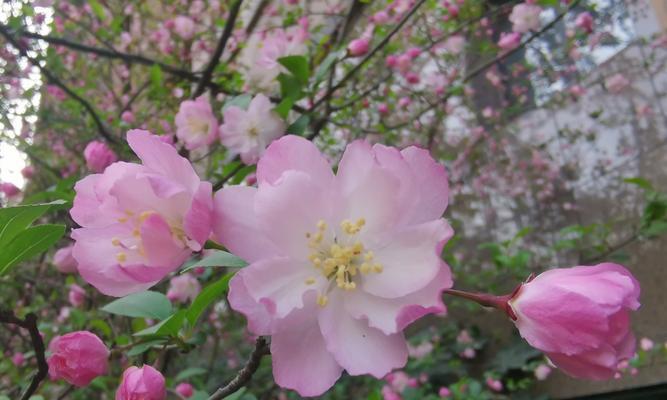 垂丝海棠的花语是什么？垂丝海棠有哪些寓意？