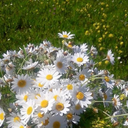 小邹菊花的花语是什么？小邹菊有哪些传说？