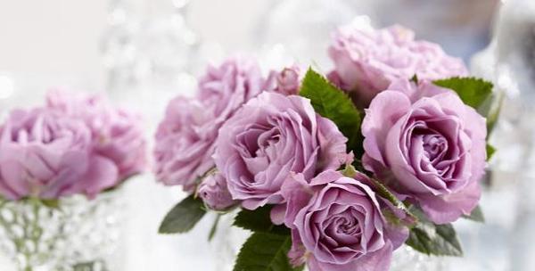 7朵玫瑰的花语是什么？7朵玫瑰代表什么含义？