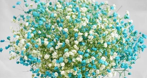 满天星的花语是什么？满天星有哪些象征意义？