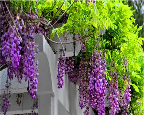紫藤花的寓意是什么？紫藤花有哪些象征意义？