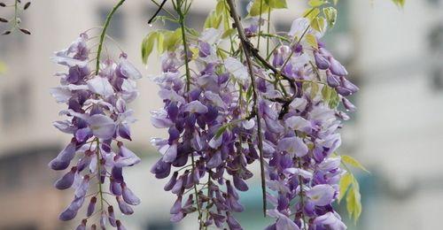 紫藤花的寓意是什么？紫藤花有哪些象征意义？