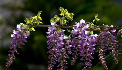 紫藤花的寓意是什么？紫藤花有哪些象征意义？