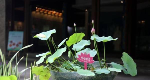 碗莲的花语是什么？碗莲有哪些寓意？