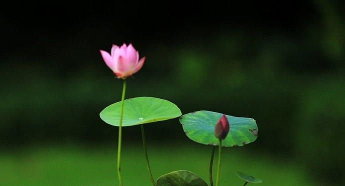 碗莲的花语是什么？碗莲有哪些寓意？