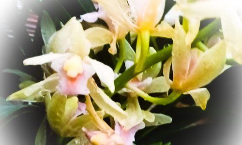 兰花的花语是什么？兰花有哪些寓意？
