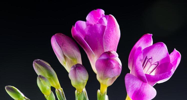 兰花的花语是什么？兰花有哪些寓意？