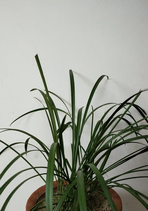 兰花的花语是什么？兰花有哪些寓意？