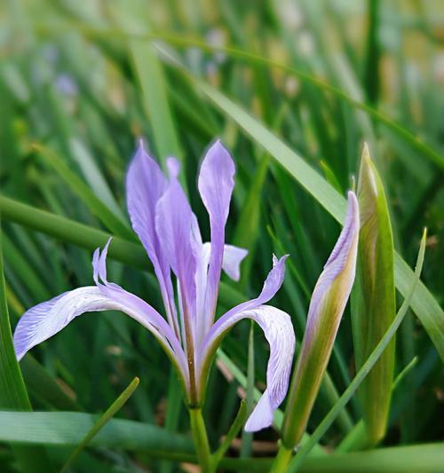 代表春天的花是什么？春天的花语是什么？