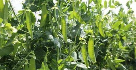 豌豆什么时候播种最好？豌豆最佳播种时间是什么时候？