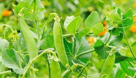 豌豆什么时候播种最好？豌豆最佳播种时间是什么时候？