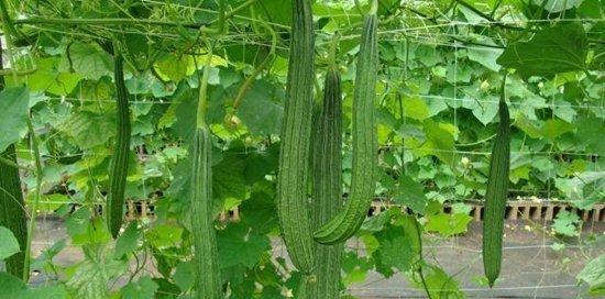 黄瓜是被子植物吗？黄瓜的植物分类是什么？