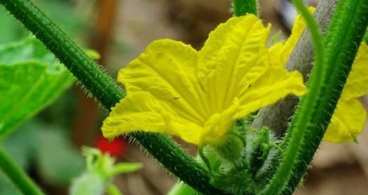 黄瓜是被子植物吗？黄瓜的植物分类是什么？