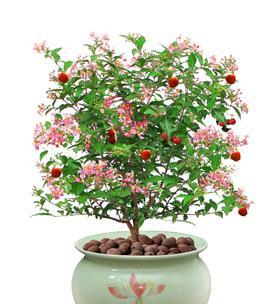 樱桃阳台月季的优缺点是什么？樱桃阳台月季的种植建议有哪些？