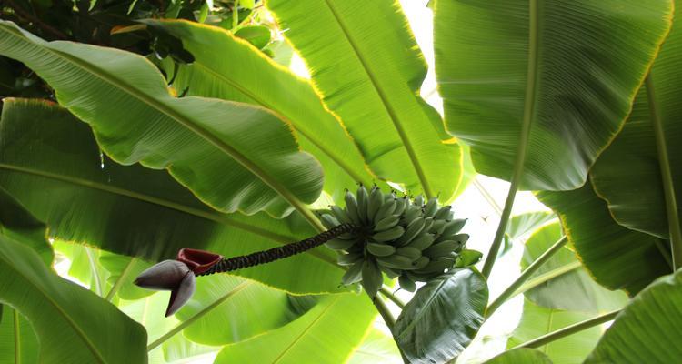香蕉属于果实吗？香蕉的植物学分类是什么？