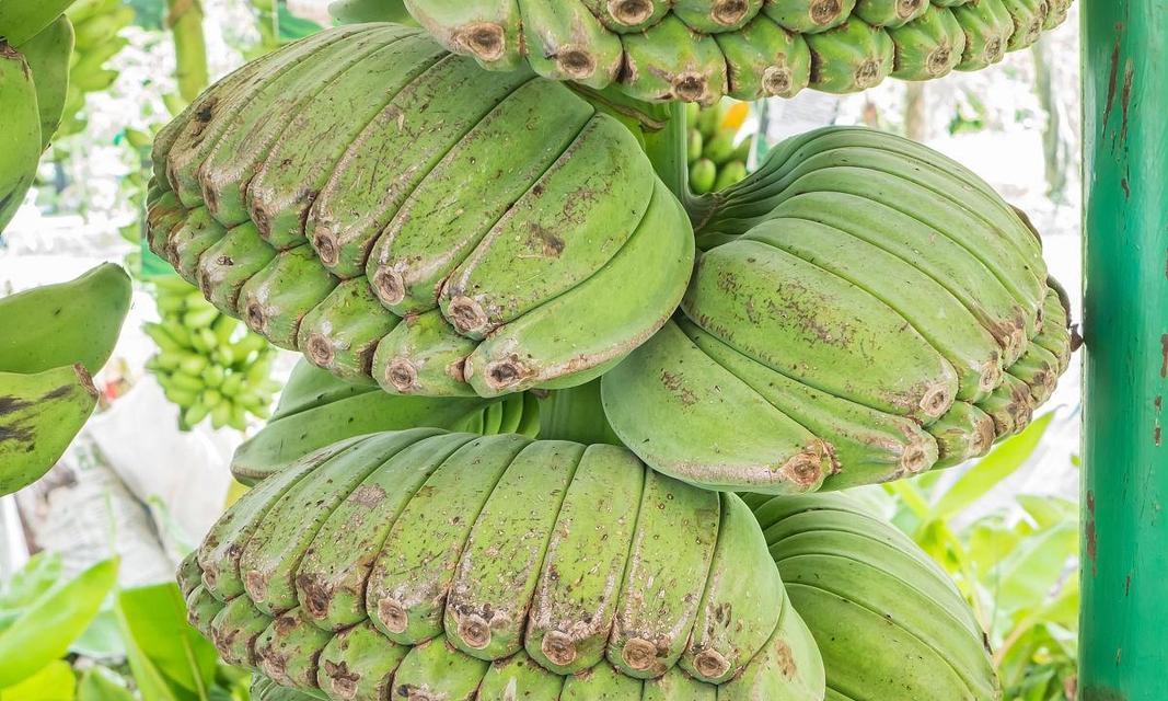 香蕉属于果实吗？香蕉的植物学分类是什么？