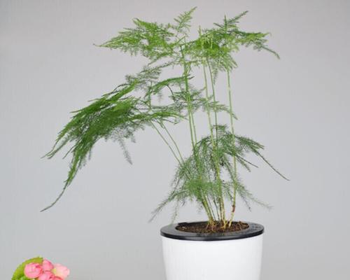 网纹草可以水培吗？网纹草水培好还是土培好？