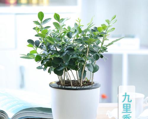 网纹草可以水培吗？网纹草水培好还是土培好？
